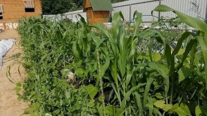 Совместные посадки. Кукуруза, фасоль и горох, а ещё и кабачки...