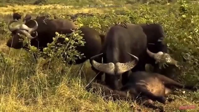 Дикие драки животных| питон ест малыш леопард в то время как его мать охотиться на импалу ─ буйвол смотреть онлайн