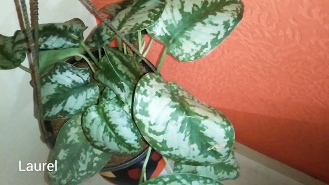 || Indoor Plants Caring Tips|| Indoor Plants Vs Outdoor Plants смотреть онлайн