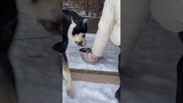 САО АЛАБАЙ КОРМЛЕНИЕ +375447438506 ЩЕНКИ