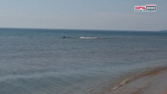 Возле Крымского моста плавали дельфины смотреть онлайн