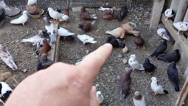 Временно прекращаю гон.Птица сильно прет в небо за 3 недели -7молодых(