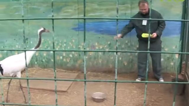 День журавля отметили в Самарском зоопарке смотреть онлайн