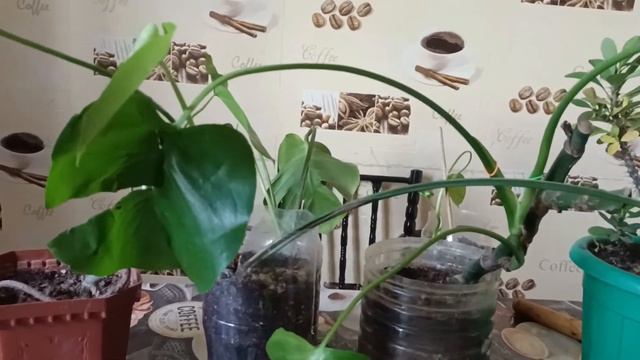 Удобрение жасаудың өте көп тәсілдеры болады.Гүлдер әлемі. смотреть онлайн
