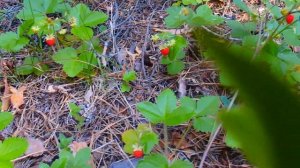 Лесная Земляника ! Вкус детства , земляника с молоком !