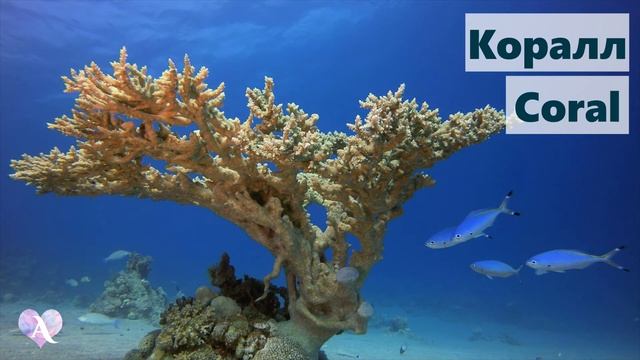 Животные в океане. Учим животных | Звуки и голоса животных | Для самых маленьких | Learn animals смотреть онлайн