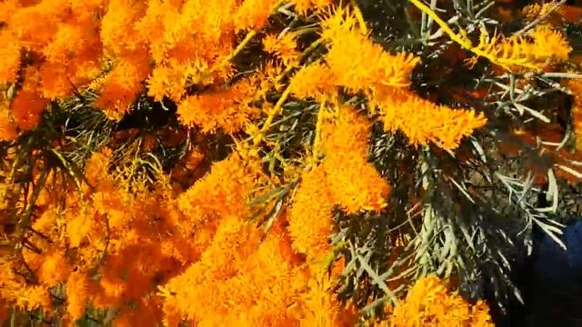Природа Австралии Рождественское Дерево Западной Австралии Christmas Тree Western Australia смотреть онлайн