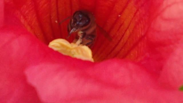 Пчела работает (любительская семка)