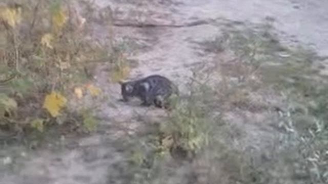 Кот ест жабу (Француз) смотреть онлайн