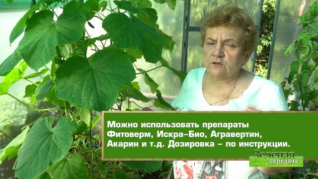 2020 08 13 Зелёная передача смотреть онлайн