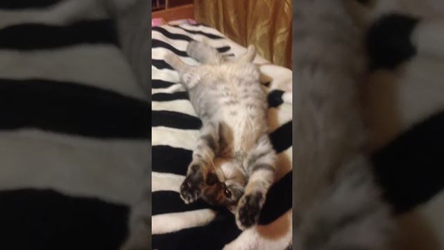 Экзотический кот смотреть онлайн