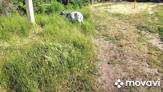 Дойка коз аппаратом. Опрыскиватель Джон Дир 4370 в работе смотреть онлайн