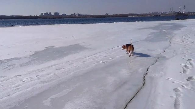 Бигль на набережной смотреть онлайн