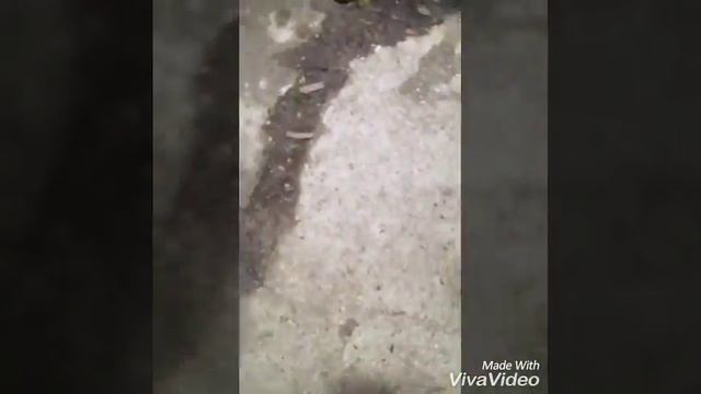 Pitbull (4 months) смотреть онлайн