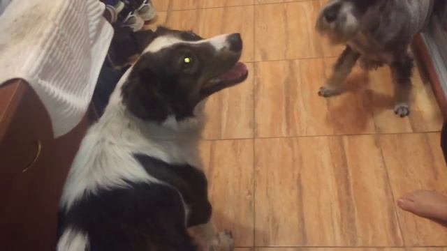 Идём гулять?