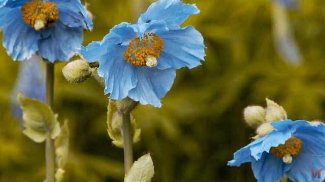 Меконопсис (Meconopsis) или Тибетский мак