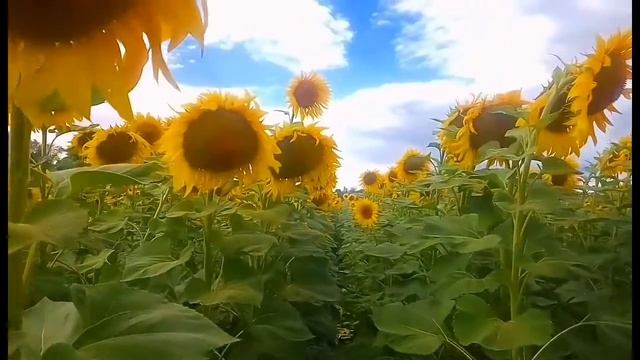 ФУТАЖИ ДЛЯ МОНТАЖА. Подсолнечное поле. смотреть онлайн