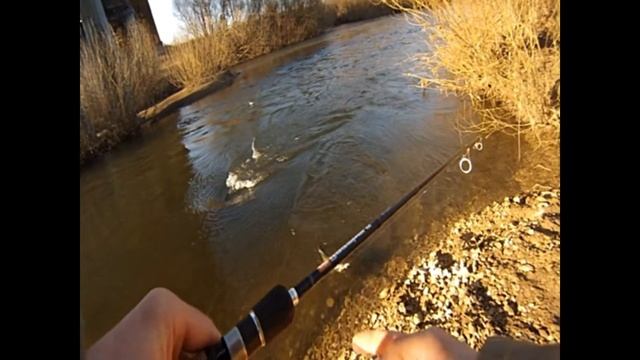 Крупный жерех