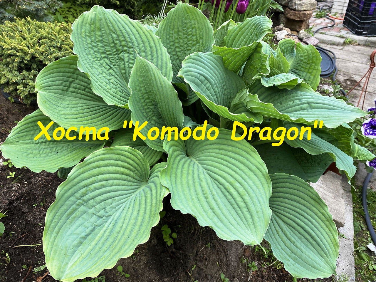 Хоста Komodo Dragon (Комодо Драгон) смотреть онлайн