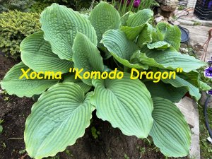Хоста Komodo Dragon (Комодо Драгон)