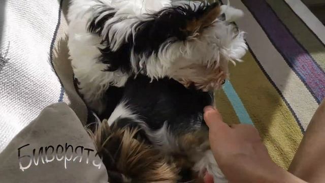 Интересные моменты из жизни щенка бивер йорка Офелия. смотреть онлайн