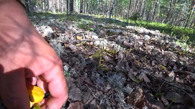 Грибы Архангельской области. 27 июля 2022 год. смотреть онлайн