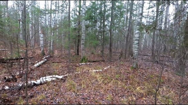 Охота на зайца с русской пегой гончей 01.11.2021 год смотреть онлайн