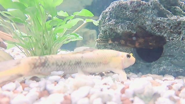 ???Gyrinocheilus Vs. Ancistrus???