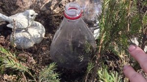 ЧЕРЕНКОВАНИЕ карликовых МЕТЕЛЬЧАТЫХ ГОРТЕНЗИЙ