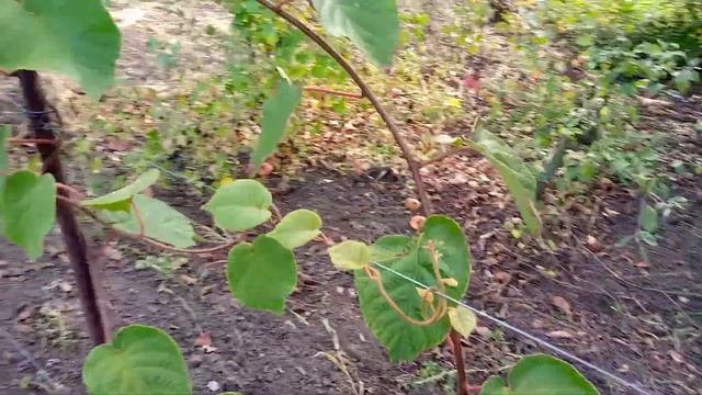 Заманчиво и обманчиво это про КИВИ смотреть онлайн