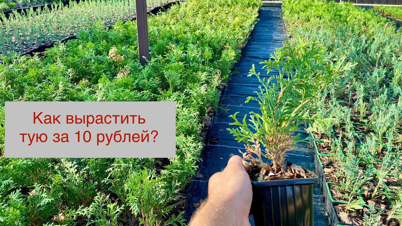 Себестоимость выращивания хвойных растений - кратко смотреть онлайн