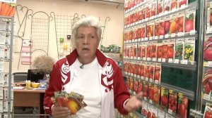 Голова садовая - Правильный подбор семян томатов на посев