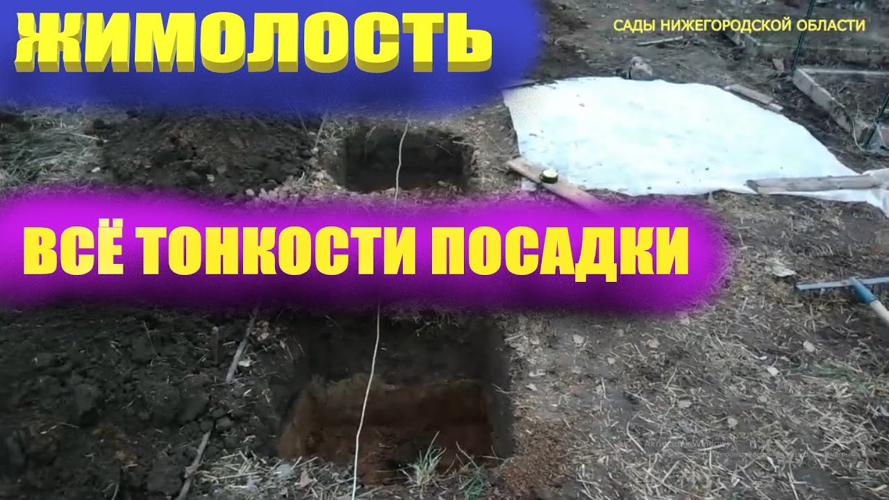 Посадка жимолости.Подготавливаем посадочное место под жимолость смотреть онлайн