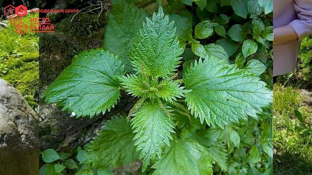 Мастер-класс | Делаем гербарий смотреть онлайн