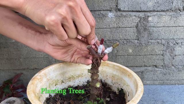 How to combine 3 colors of Impatiens walleriana on 1 tree смотреть онлайн