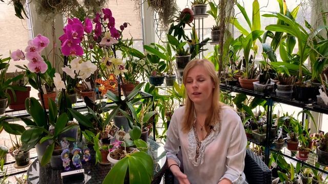 Сорта гибридных фаленопсисов. Миф или реальность смотреть онлайн