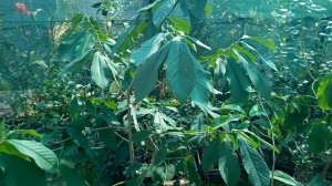 "Банановое дерево" для умеренного климата - азимина. Выращивание в контейнерах.