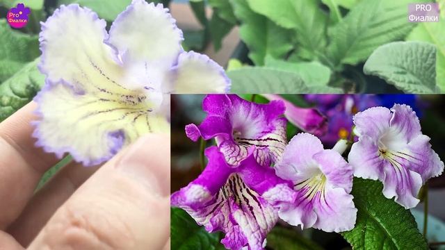 СТРЕПТОКАРПУС Что ЭТО ТАКОЕ? Чем отличается от фиалки? Знакомство с новым растением смотреть онлайн