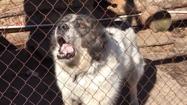 злая сабака Албай смотреть онлайн