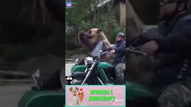 животные. mp4 смотреть онлайн
