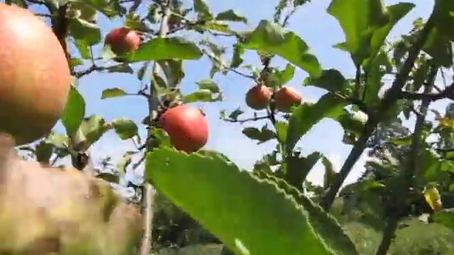 Сорт яблок Джонагоред смотреть онлайн