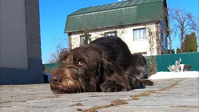 Как научить охотничью собаку выдержке / How to teach a hunting dog endurance смотреть онлайн