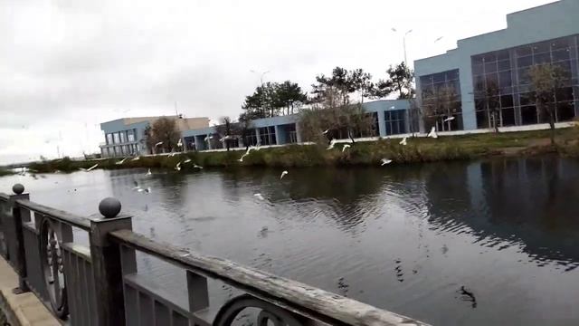 река Анапка не впадает в море , рыбку выловили , чайки жирные летают . Зима близко. смотреть онлайн