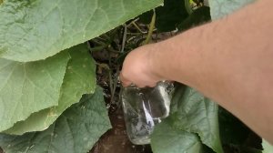 Кальций огурцам. Сохнут, желтее кромка листья. Кривые огурцы #огурцы