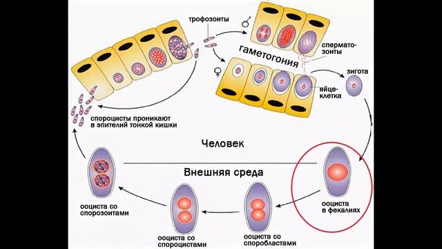 Жизненный цикл Toxoplasma Gondii