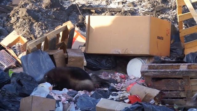 росомахи смотреть онлайн