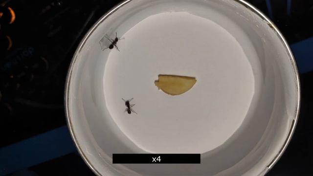 Serviformica rufibarbis worker vs Messor structor major, what will happen? смотреть онлайн
