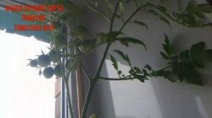 Томат гномик балконный Выращивание комнатных томатов на подоконнике  Сорта помидор Сорта томатов