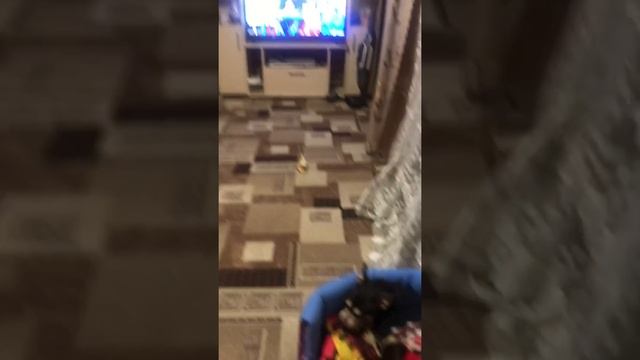 Попугай (жако) разговаривает с собакой, мяу смотреть онлайн