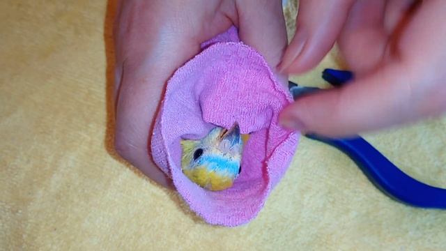 Как обрезать и не поранить птицу: обрезка когтей у попугаев и амадин смотреть онлайн